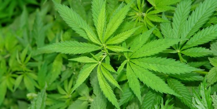 México, asolado por violencia del narco, aprueba uso medicinal de marihuana | EL UNIVERSAL