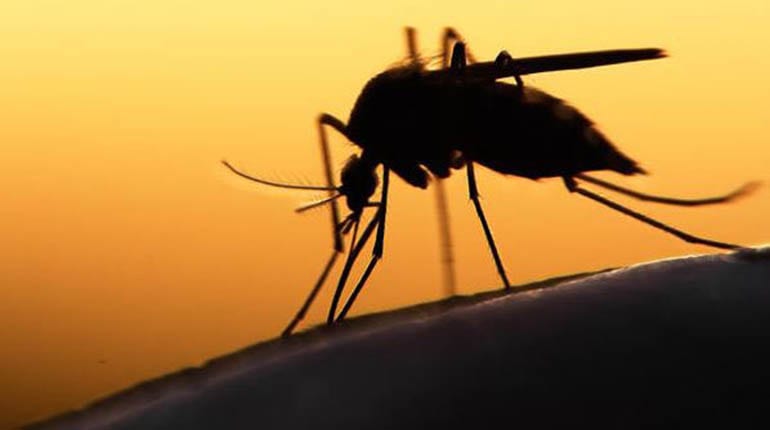 El Zika aprovecha las bajas defensas de las embarazadas para atacar al feto