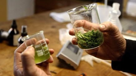 ¿En qué casos se puede usar el cannabis medicinal?
