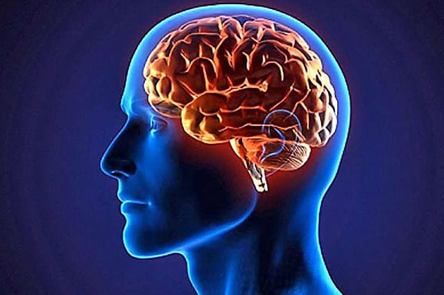 Cerebro humano continúa produciendo células nerviosas hasta vejez