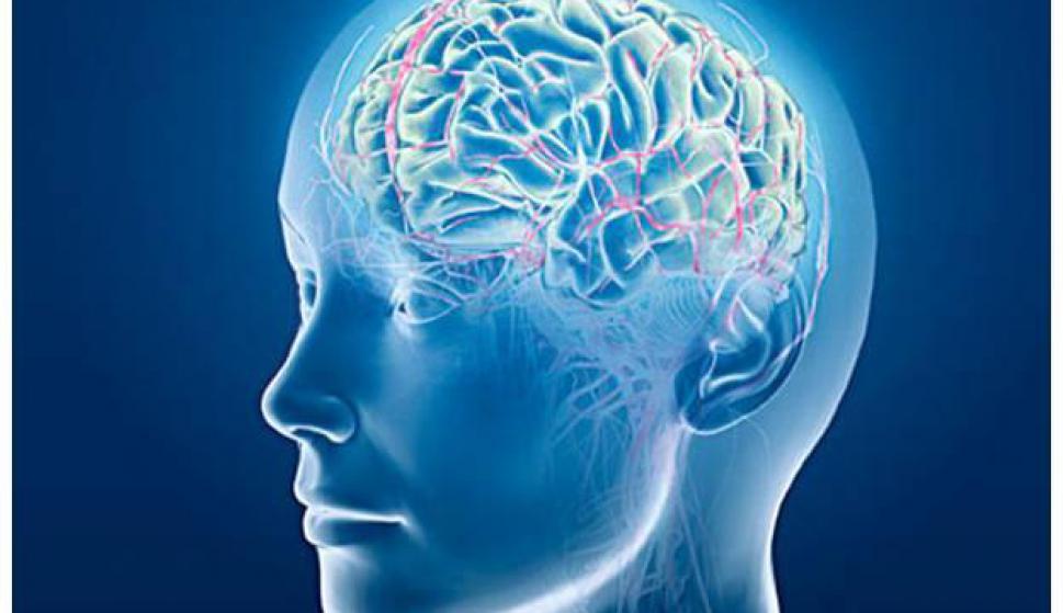 El tamaño del cerebro está influido por unos genes específicamente humanos – Vida Actual – Últimas noticias de Uruguay y el Mundo actualizadas