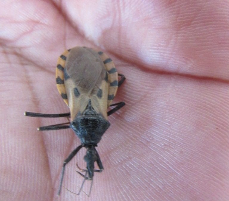Aumenta desatención de la enfermedad de chagas por falta de registro de casos