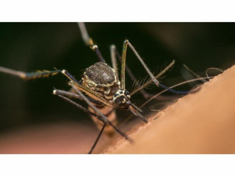 América Latina libre de malaria para 2020