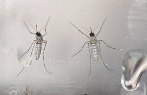Inmunidad al dengue puede proteger a niños del zika