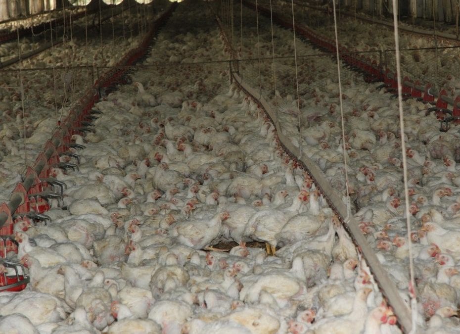 Hoy Digital – Agricultura tras control brote gripe aviar en Espaillat
