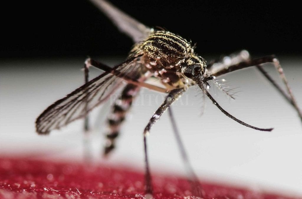 Alertan por el avance de 2 virus que transmiten los mosquitos : : El Litoral – Noticias – Santa Fe – Argentina